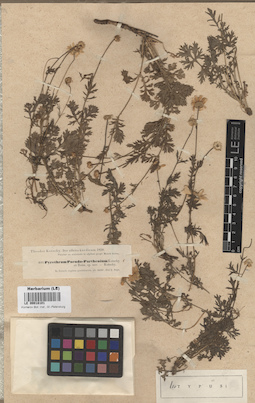LE 00018101