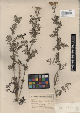 LE 00018103