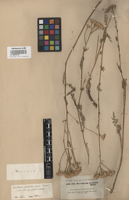 LE 00018110