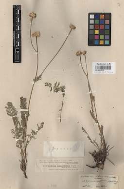 LE 00018115