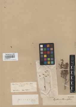 LE 00018117