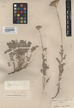 LE 00018118