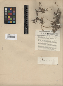 LE 00018123