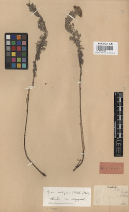LE 00018125