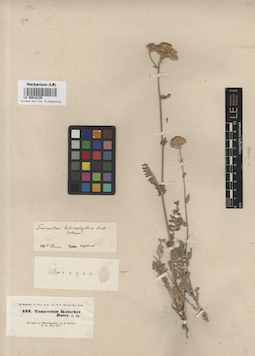 LE 00018126