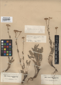 LE 00018127