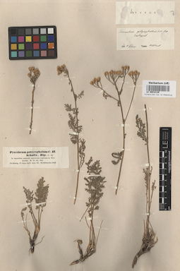 LE 00018129