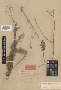 LE 00018132