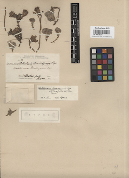 LE 00018137