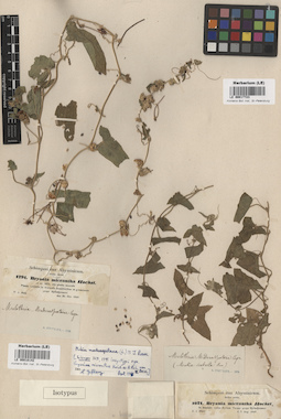 LE 00018142