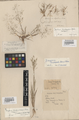 LE 00018151