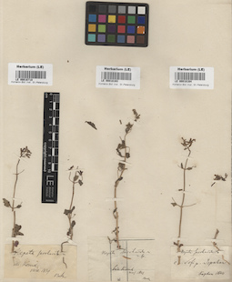 LE 00018163