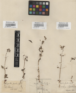 LE 00018164