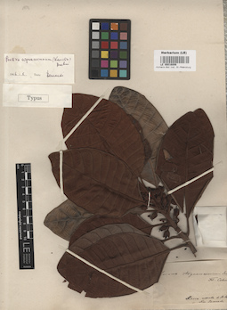 LE 00016006