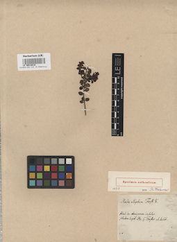 LE 00016016