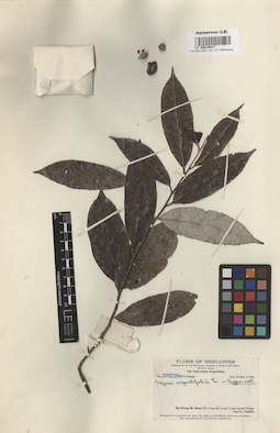 LE 00016017