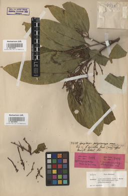 LE 00016085