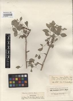 LE 00016091
