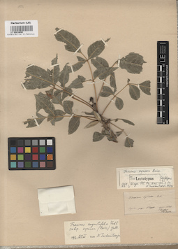 LE 00016093