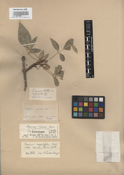 LE 00016094