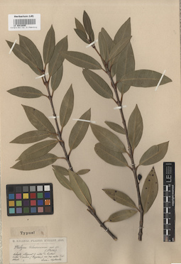 LE 00016095