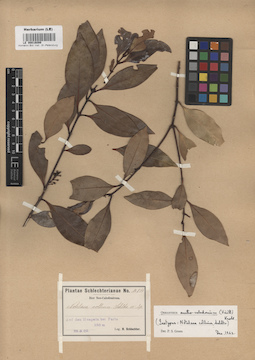 LE 00016099