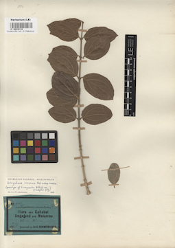 LE 00016118