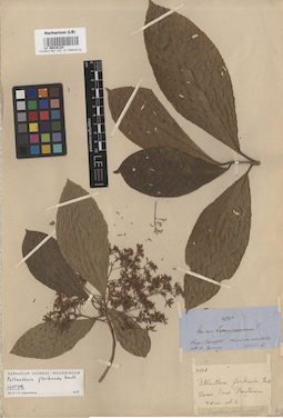 LE 00016124