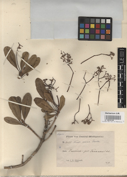 LE 00016126