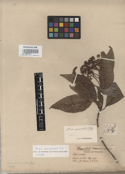 LE 00016131
