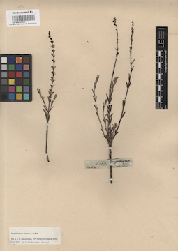 LE 00016136