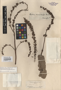 LE 00016144