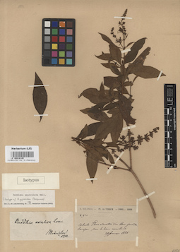 LE 00016145