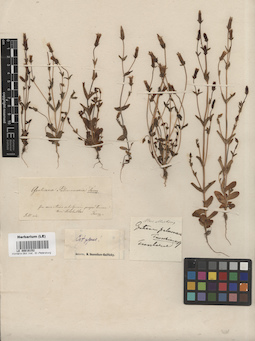 LE 00016152