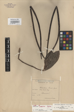 LE 00016160