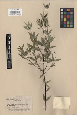 LE 00016166
