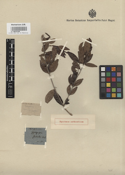 LE 00016168