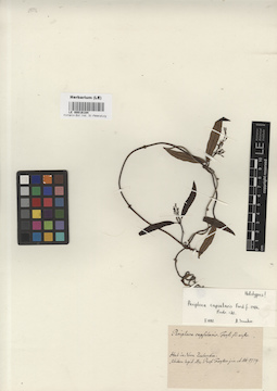 LE 00016184