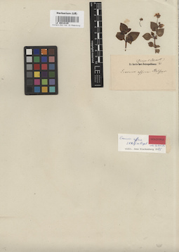 LE 00016185