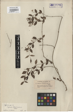 LE 00016188