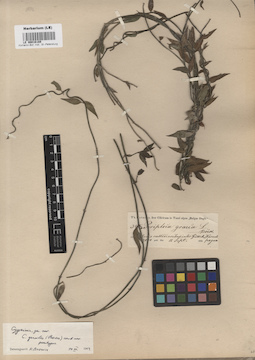 LE 00016189