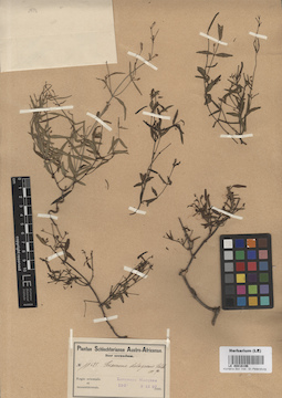 LE 00016196