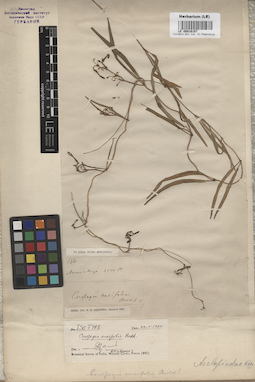 LE 00016197