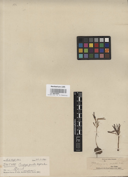 LE 00016202