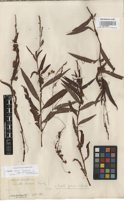 LE 00016250