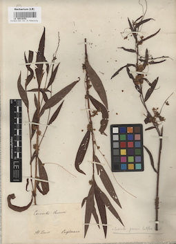 LE 00016252