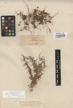 LE 00016253