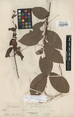 LE 00016257