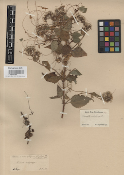 LE 00016259