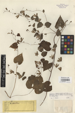 LE 00016273